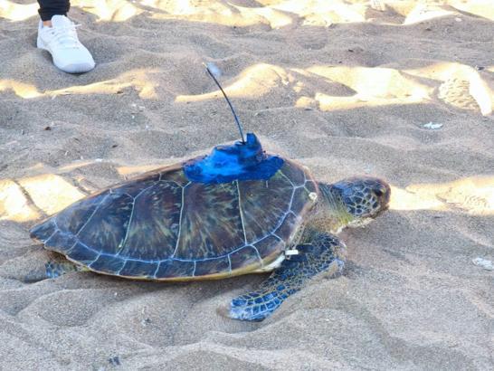 Uydu takip cihazı takılan 'Soli', Akdeniz'in sularına bırakıldı