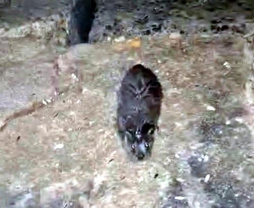 Tekirdağ'da yavru su samuru görüntülendi