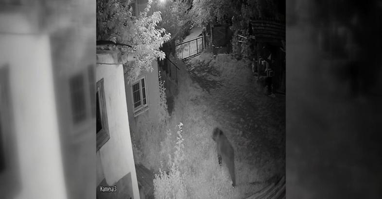 Evin bahçesine giren ayı kamerada