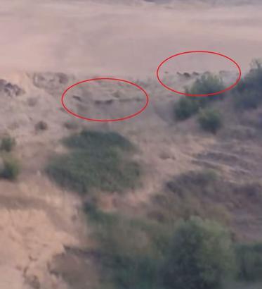 Diyarbakır'da domuz sürüsü görüntülendi