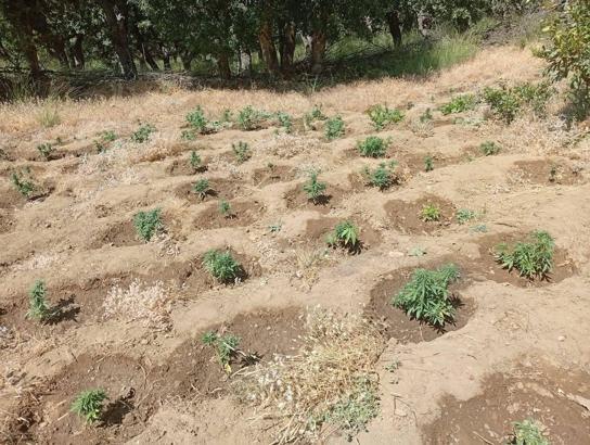 Bingöl'de 5 bin 990 kök kenevir ele geçirildi