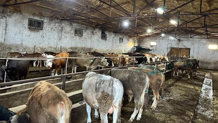 Giresun’da ahırda çıkan yangında 9 büyükbaş öldü