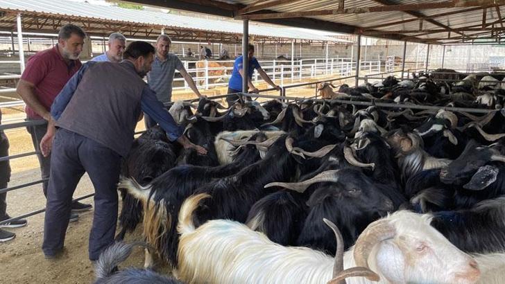 Elazığ’da Hayvan Borsası, şap hastalığı nedeniyle kapatıldı
