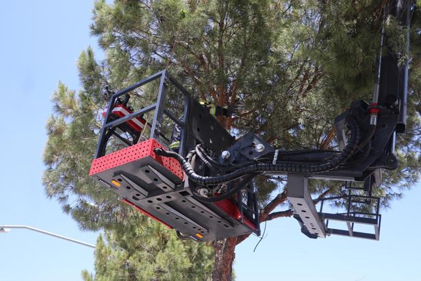 Köpekten kaçıp ağaca tırmanan yavru kediyi itfaiye kurtardı