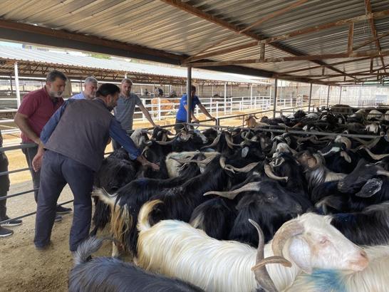 Elazığ’da Hayvan Borsası, şap hastalığı nedeniyle kapatıldı