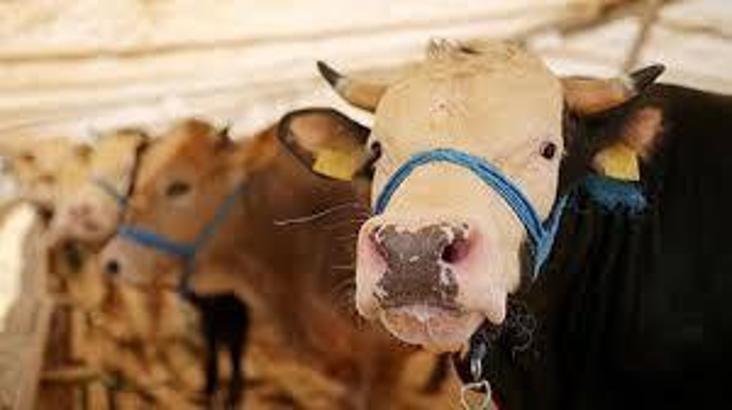 Hayvan satış yerlerinin faaliyetleri geçici süreyle durduruldu