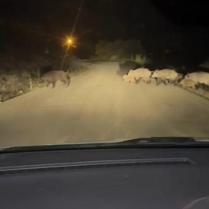 Yola çıkan domuz sürüsü görüntülendi