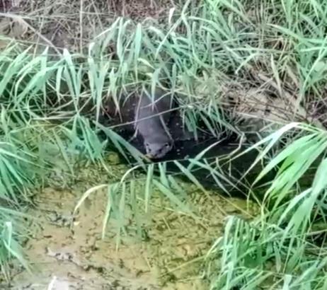 Nesli tehlikedeki su samuru avlanırken görüntülendi