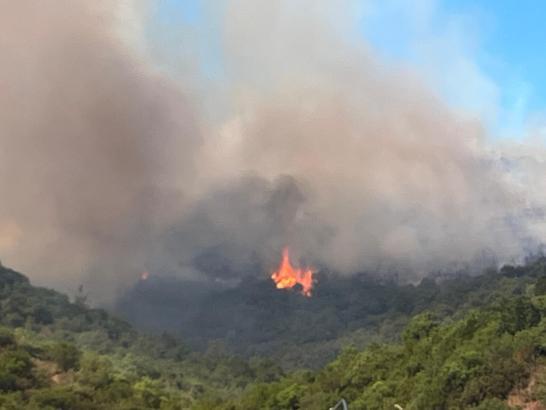 Kocaeli'de orman yangını