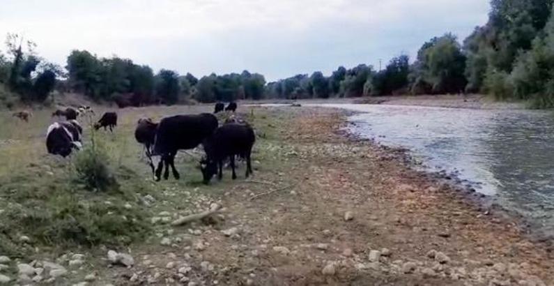 Mudurnu Çayı’nda kirlilik