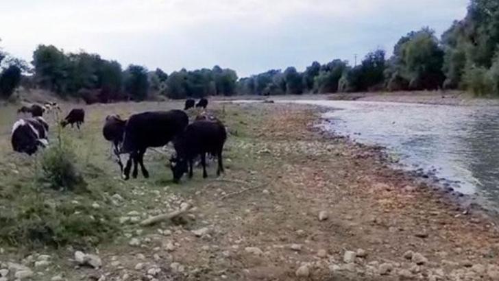 Mudurnu Çayı’nda kirlilik