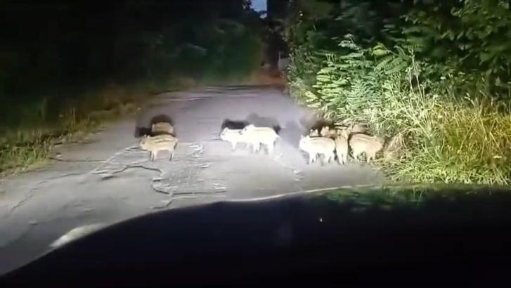 Zonguldak’ta 18 yavru domuz görüldü