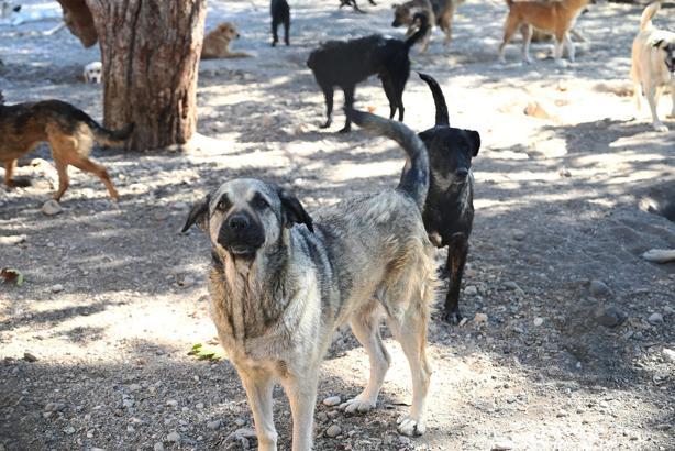Kemer Belediyesi, can dostların yanında