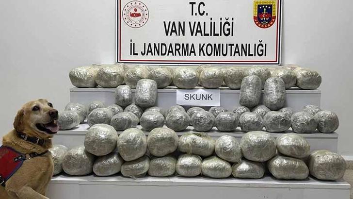 Van’da 97 kilo skunk ele geçirildi