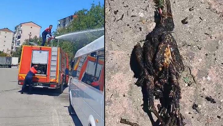 Elektrik telinde akıma kapılan karga, tarlada yangına neden oldu