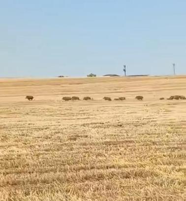 Bismil’de tarlaya giren yaban domuzları kamerada