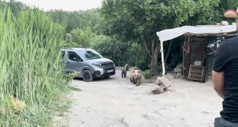 Nemrut’ta ayı ve 2 yavrusu, belgesel ekibinin kurduğu sofrayı dağıttı