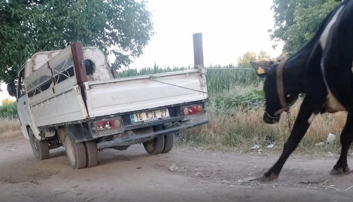 İneği kamyonetin arkasına bağlayıp sürükledi; o anlar kamerada