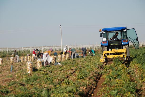 Niğde'de yazlık patates hasadı başladı; kilosu tarlada 10-12 TL