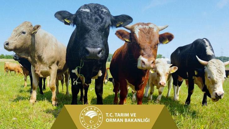 Tarımsal destek ödemeleri bugün hesaplara aktarılıyor