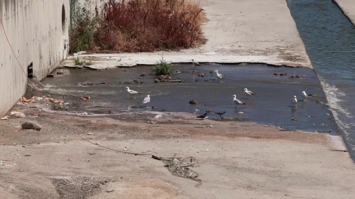 İstanbul - Küçükçekmece’de dereden gelen kokuya mahalleli isyan etti, atık döküldüğü iddia edildi