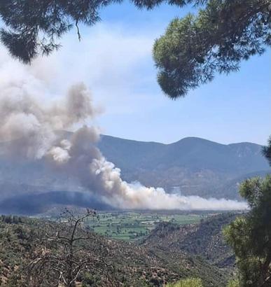 Milas'ta zeytinlik yangını