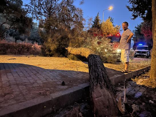 Seyir halihdeki kamyonetin üzerine çam ağacı devrildi