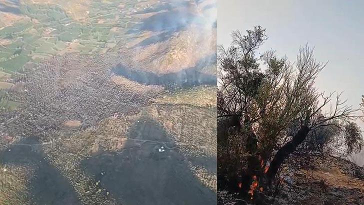 Milas'taki zeytinlik yangını 12 saatte kontrol altına alındı