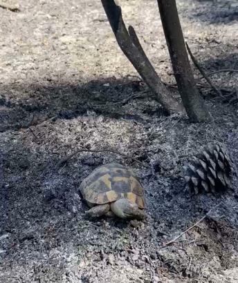 'Toprak, yangının sessiz mağduru oluyor'/ Ek fotoğraflar