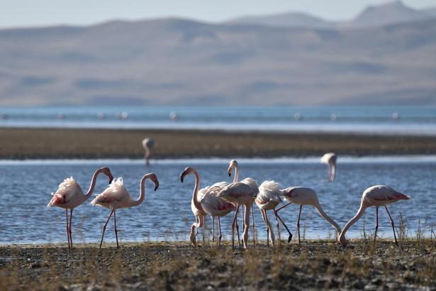 Kuş cenneti Erçek Gölü'nde kuraklık nedeniyle flamingo sayısı azaldı