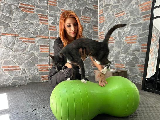 Araç çarpan kedi, tedaviyle hayata tutundu