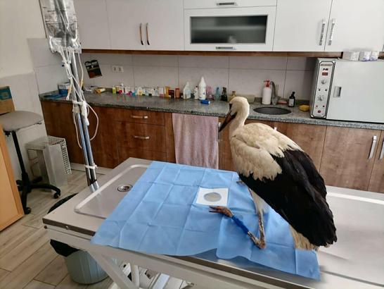 Muğla'da yaralı bulunan leylek tedaviye alındı