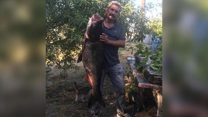 Meriç Nehri’nde nadir görülen 20 kilo ağırlığında som balığı yakaladı