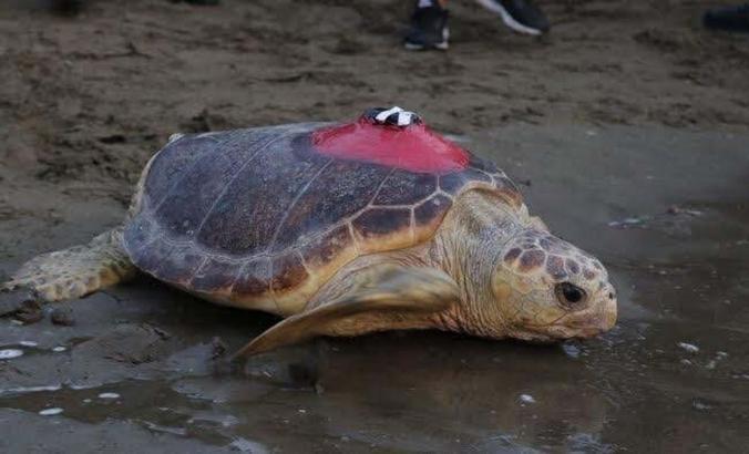 Sinyali kesilen caretta 'Tuba', yuvalama için geldi