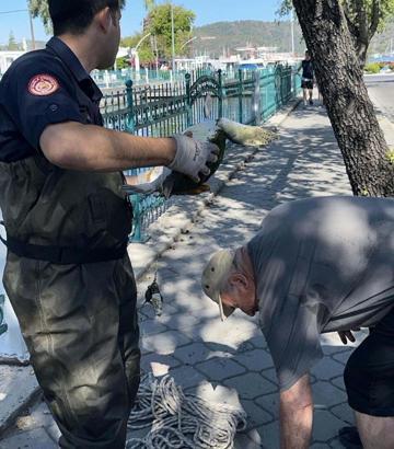 Ayağına misina dolanan deniz kaplumbağası itfaiye kurtardı