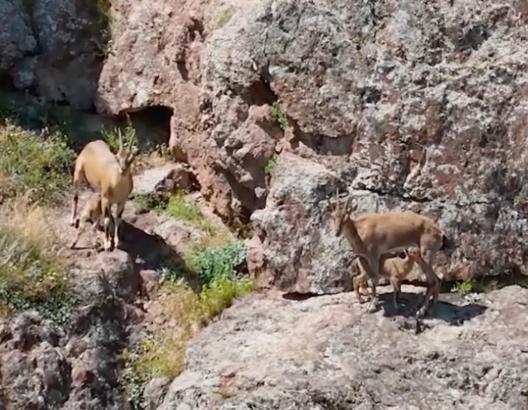 Dağ keçileri, yavrularını beslerken görüntülendi