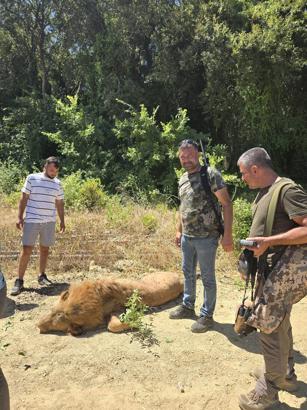 Hayvan parkından kaçan aslan öldürüldü, saldırdığı kişi yaralandı (2)
