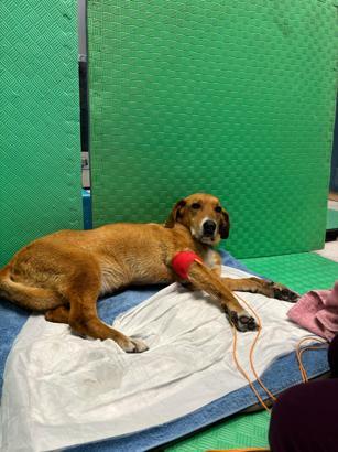 Kanserden bacağı kesilen Latte için kampüste seferberlik