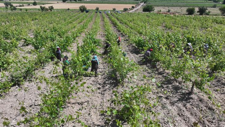 'Erbaa Narince Bağ Yaprağı'nda 2 milyar liralık gelir beklentisi