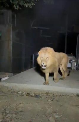 Hayvan parkından kaçan aslan öldürüldü, saldırdığı kişi yaralandı (3)