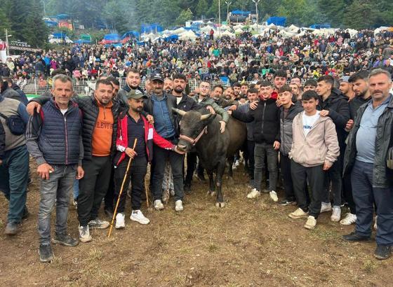 Artvin'de boğa güreşlerine yoğun ilgi