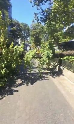 İstanbul - Üsküdar’da park halindeki cipin üzerine ağaç devrildi