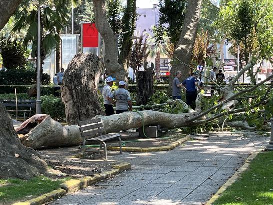 Çınar ağacının kırılan dalı üzerlerine düştü: 1 ölü, 2 yaralı (2)