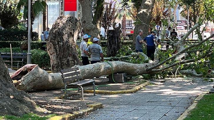 Çınar ağacının kırılan dalı üzerlerine düştü: 1 ölü, 2 yaralı