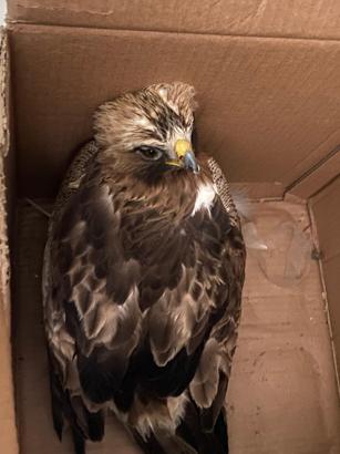 Yaralı halde bulunan kızıl şahin tedaviye alındı