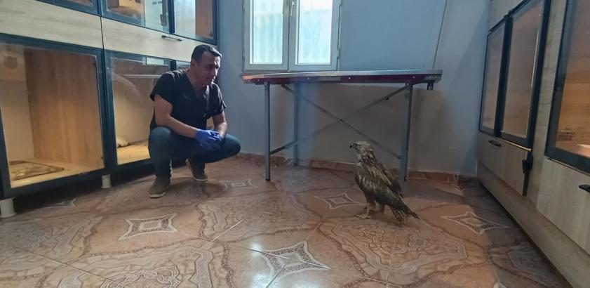 Gaziantep’te yaralı kızıl şahin bulundu