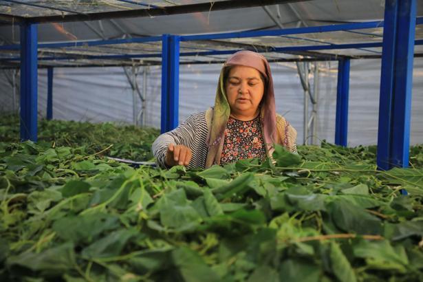 Muğla'da ipekböcekçiliği yeniden canlandırmak için destek
