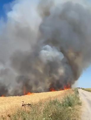Ankara'da buğday tarlasında yangın; 40 dönüm ekili alan zarar gördü