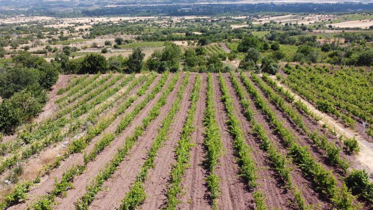 Tokat'taki bağlardan 1 ton yaprak çalındı; köylüler nöbete başladı