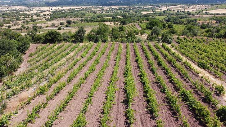 Tokat'taki bağlardan 1 ton yaprak çalındı; köylüler nöbete başladı